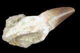 Fossil Rooted Mosasaur (Prognathodon) Tooth - Morocco #116975-1